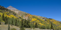 Fall Aspen 5297